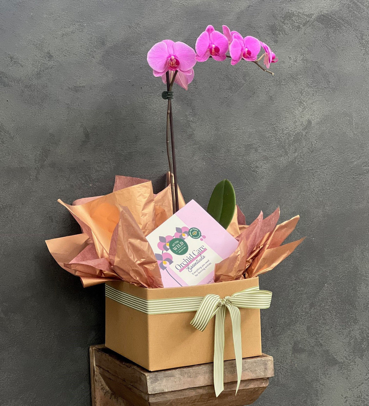 Orchid Lover Gift Box - Haven Botanical