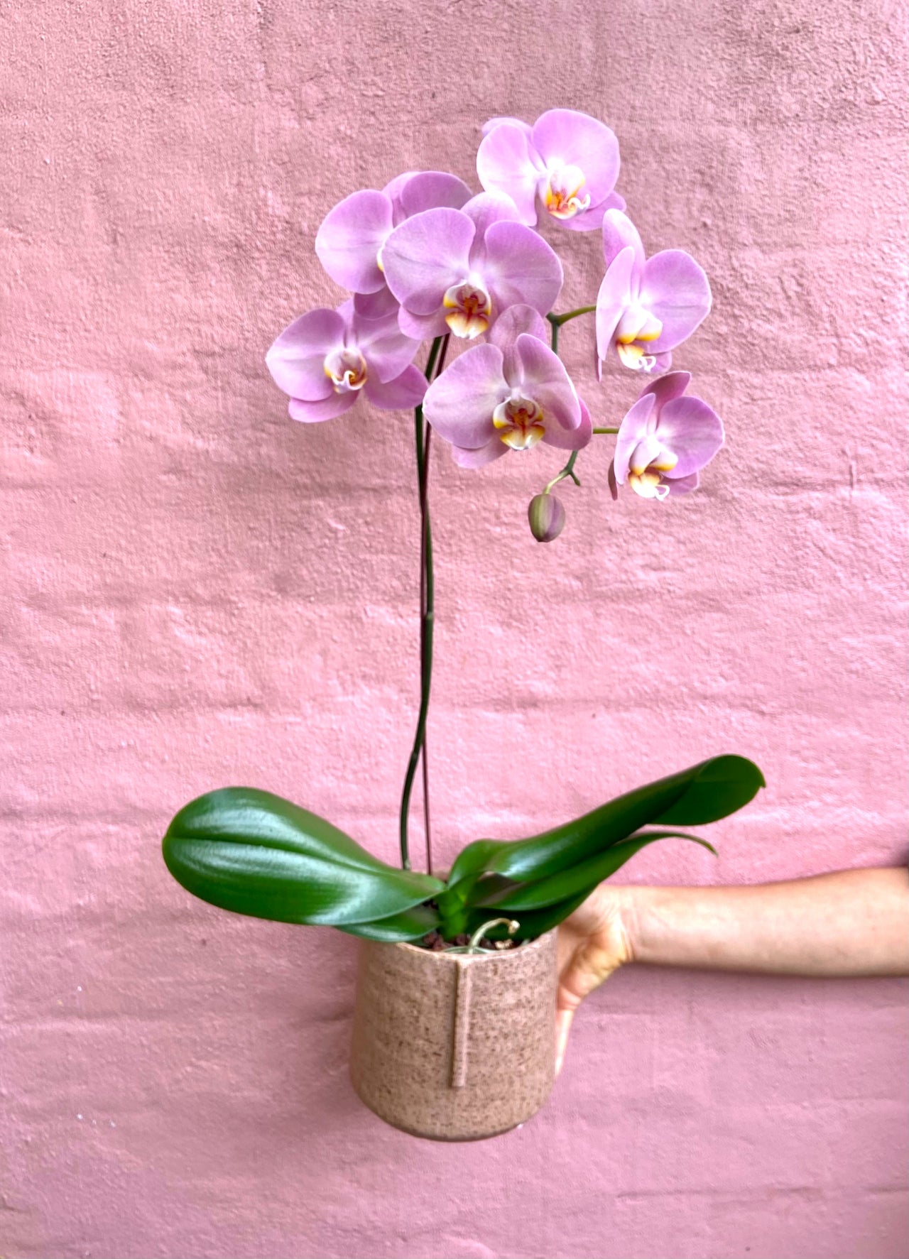 Flowering Phalaenopsis Orchid Plant - Haven Botanical