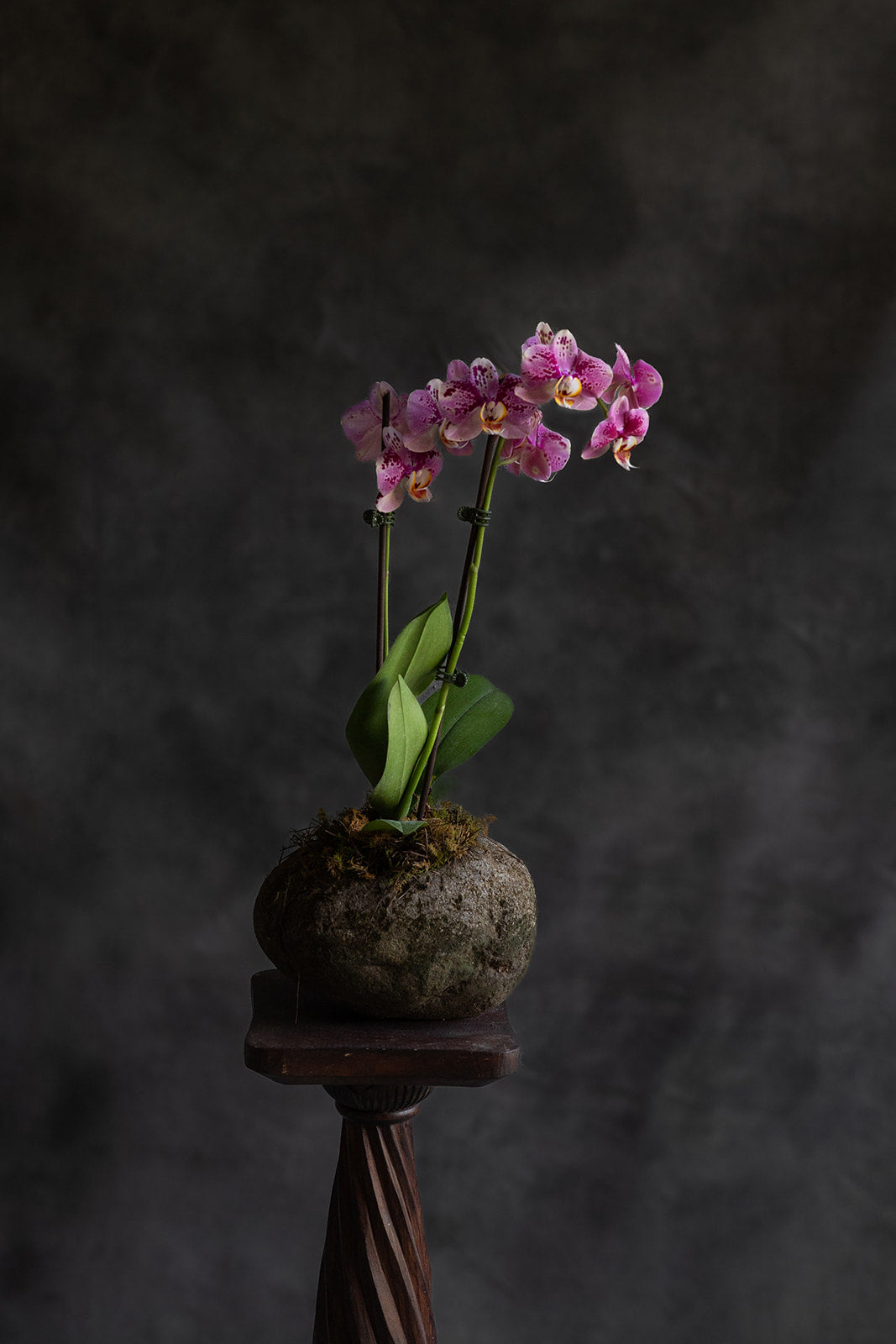 Ethereal orchid planter - Haven Botanical - Flowering orchid in stone pot - Mullumbimby florist - Byron Bay florist - Byron Bay flower delivery