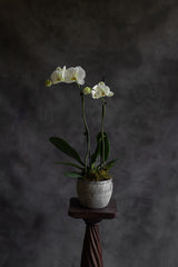 Serene Flowering orchid plant - Mullumbimby florist - Byron Bay Florist - Haven Botanical - living gift - Byron Bay flower delivery