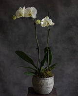 Serene Flowering orchid plant - Mullumbimby florist - Byron Bay Florist - Haven Botanical - living gift - Byron Bay flower delivery