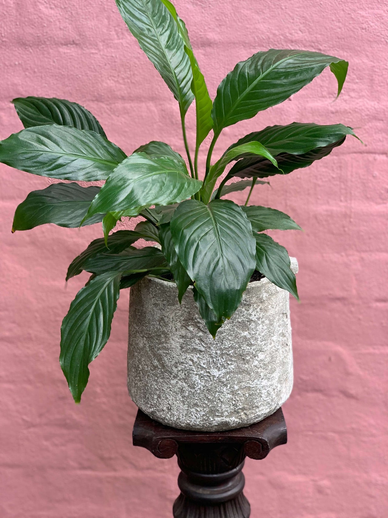 Spathiphyllum 'Peace Lilly' - Haven Botanical