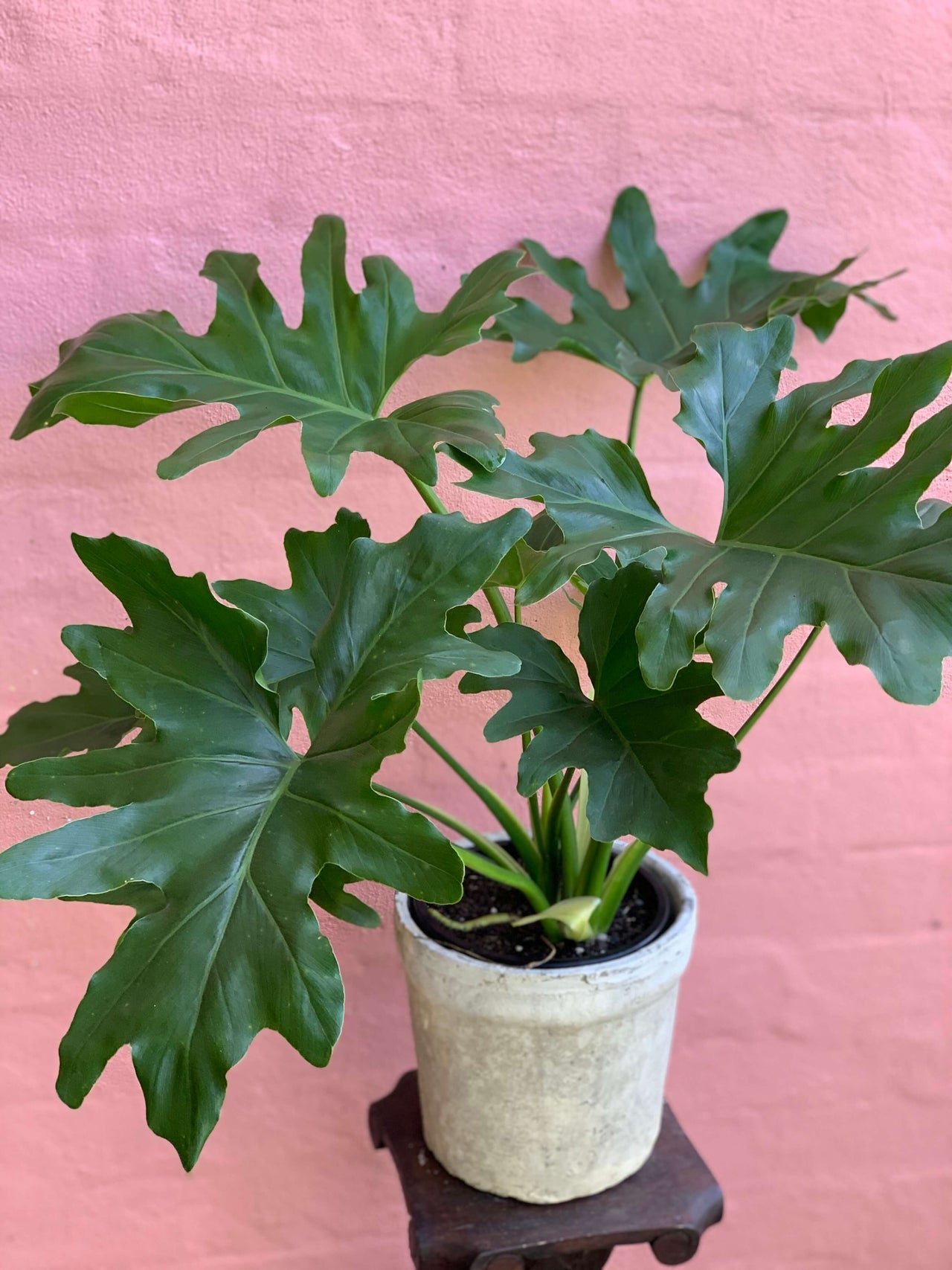 Philodendron 'Hope' - Haven Botanical
