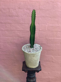 Thumbnail for Euphorbia 'cowboy' - Haven Botanical