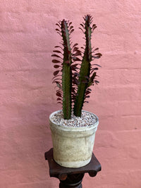 Thumbnail for Euphorbia 'cowboy' - Haven Botanical