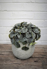 Peperomia Caperata - Haven Botanical